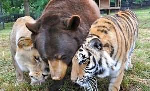 Тигр, медведь, лев